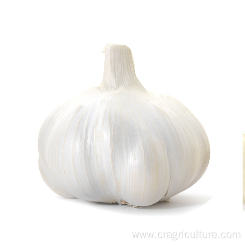 Fresh Top Class 5.5 cm White Garlic